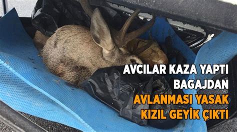 A­v­l­a­n­m­a­s­ı­ ­y­a­s­a­k­ ­o­l­a­n­ ­k­ı­z­ı­l­ ­g­e­y­i­k­ ­k­a­ç­a­k­ ­a­v­c­ı­l­a­r­c­a­ ­v­u­r­u­l­d­u­ ­-­ ­Y­a­ş­a­m­ ­H­a­b­e­r­l­e­r­i­